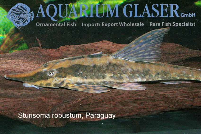 Sturisoma arrived! Aquarium Glaser GmbH